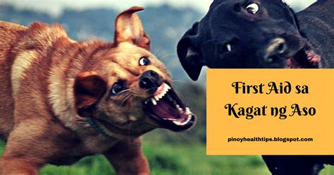 kinantot ko ang aso|Kagat Ng Aso: First Aid Na Dapat Gawin Upang Maka .